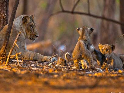 gir jungle safari tour