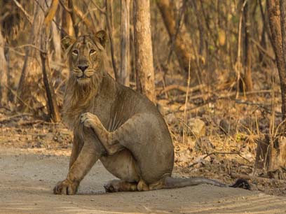 gir safari weekend tour